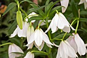 LILIUM MACKLINIAE