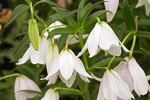 LILIUM_MACKLINIAE