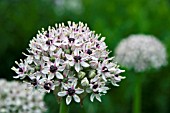 ALLIUM SILVER SPRING