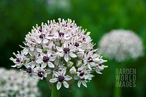 ALLIUM_SILVER_SPRING