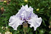 IRIS SILVERADO