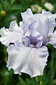 IRIS SILVERADO