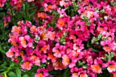 NEMESIA ANGELART MELON