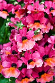 NEMESIA ANGELART MELON