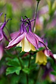 AQUILEGIA BUERGERIANA CALIMERO