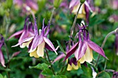 AQUILEGIA BUERGERIANA CALIMERO