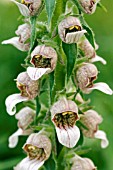 DIGITALIS GIGANTEA