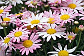 ARGYRANTHEMUM MADEIRA FROSTED PINK