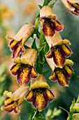 DIGITALIS OBSCURA