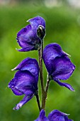 ACONITUM NAPELLUS ANGLICUM GROUP