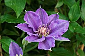 CLEMATIS BIJOU