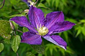 CLEMATIS BONANZA