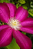 CLEMATIS BONANZA