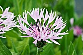 CENTAUREA MONTANA CARNEA