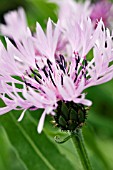 CENTAUREA MONTANA CARNEA