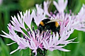 CENTAUREA MONTANA CARNEA WITH BUMBLE BEE