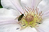 CLEMATIS CHANTILLY WITH HOVERFLY