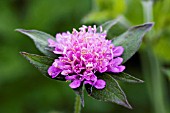 KNAUTIA DIPSACIFOLIA