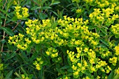 EUPHORBIA PALUSTRIS WALENBURGS GLORIE