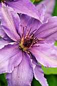 CLEMATIS PARISIENNE