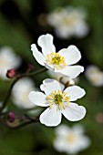 RANUNCULUS ACONITIFOLIUS