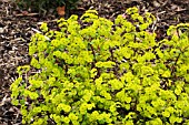 EUPHORBIA AMYGDALOIDES CRAIGIEBURN