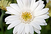 GERBERA EVERLAST WHITE