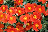 HELIANTHEMUM HENFIELD BRILLIANT