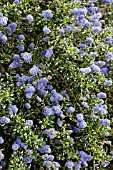 CEANOTHUS SILVER SURPRISE,