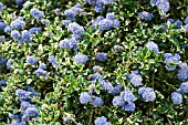 CEANOTHUS SILVER SURPRISE