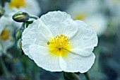 HELIANTHEMUM THE BRIDE