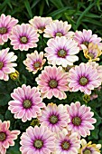 OSTEOSPERMUM ASTRA PINK/YELLOW