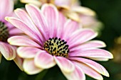 OSTEOSPERMUM ASTRA PINK/YELLOW