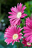 GERBERA EVERLAST CARMINE