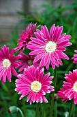 GERBERA EVERLAST CARMINE