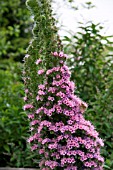 ECHIUM WILDPRETII WITH FASCIATION