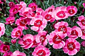 DIANTHUS INDIA STAR