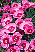 DIANTHUS INDIA STAR