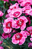 DIANTHUS INDIA STAR