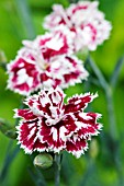 DIANTHUS MENDELSHAM MINX