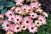 OSTEOSPERMUM SELECTA PINK SAND