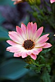 OSTEOSPERMUM SELECTA PINK SAND