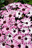 OSTEOSPERMUM SELECTA PINK WITH EYE