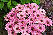 OSTEOSPERMUM SELECTA PLUM