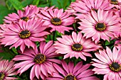 OSTEOSPERMUM SELECTA PLUM