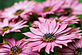 OSTEOSPERMUM SELECTA PLUM