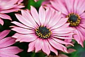 OSTEOSPERMUM SELECTA PLUM