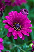 OSTEOSPERMUM SELECTA PURPLE RED