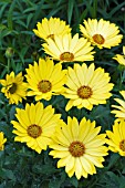 OSTEOSPERMUM SELECTA YELLOW