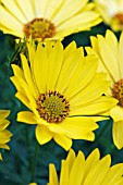 OSTEOSPERMUM SELECTA YELLOW